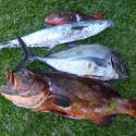NOSY BE, SORTIES CHASSE SOUS MARINE, PÊCHE AU GROS,PLONGEE...