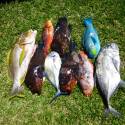 NOSY BE, SORTIES CHASSE SOUS MARINE, PÊCHE AU GROS,PLONGEE...