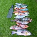 NOSY BE, SORTIES CHASSE SOUS MARINE, PÊCHE AU GROS,PLONGEE...