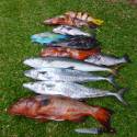 NOSY BE, SORTIES CHASSE SOUS MARINE, PÊCHE AU GROS,PLONGEE...