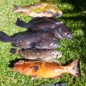 NOSY BE, SORTIES CHASSE SOUS MARINE, PÊCHE AU GROS,PLONGEE...