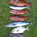 NOSY BE, SORTIES CHASSE SOUS MARINE, PÊCHE AU GROS,PLONGEE...