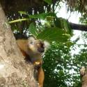 Nosy Be, presqu'le prive d'Antaolankena,le baobab